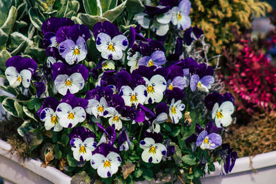 High angle view of purple flowering plants