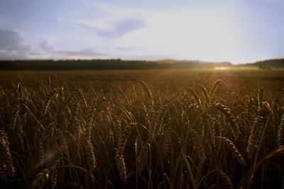 Scenic view of field against sky during sunset