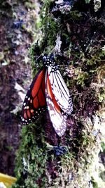 Close-up of butterfly on plant