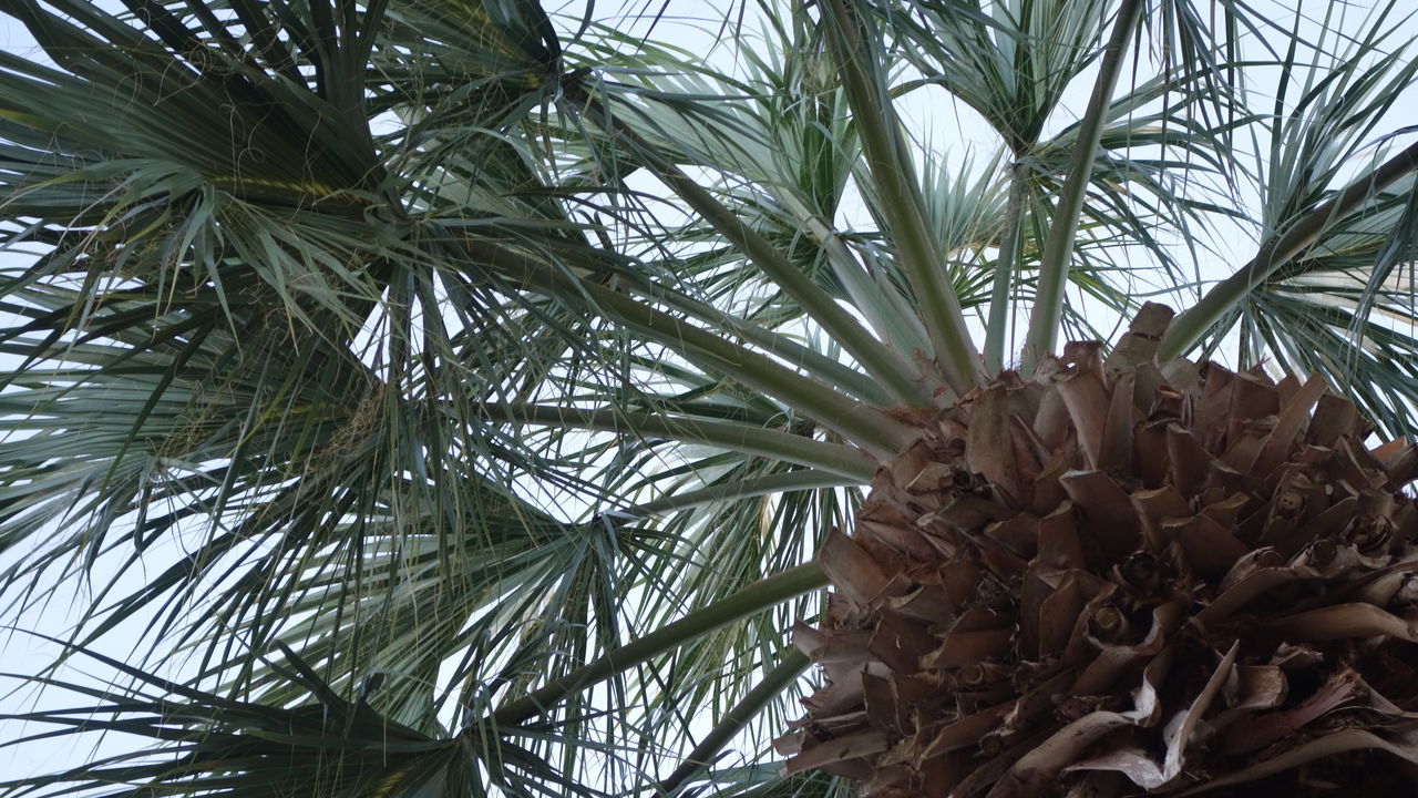 tree, plant, date palm, growth, palm tree, tropical climate, borassus flabellifer, leaf, nature, low angle view, produce, no people, palm leaf, tropical fruit, date palm tree, food and drink, food, day, plant part, fruit, beauty in nature, outdoors, green, branch, sky, healthy eating, flower