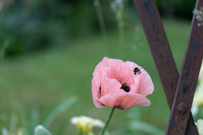 Close-up of butterfly pollinating on pink flower