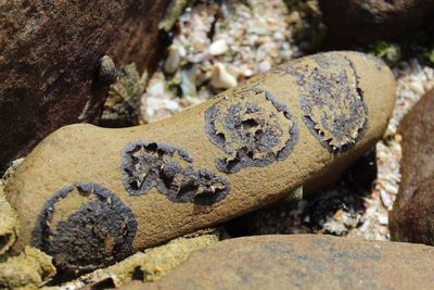 Close-up of lizard on rock