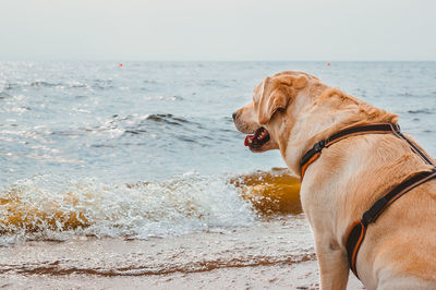 Dog looking at sea shore