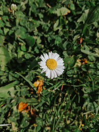 Close-up of white flowering plants