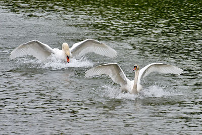 Swans swimming in lake