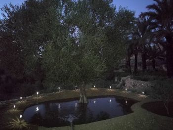 Illuminated trees at night