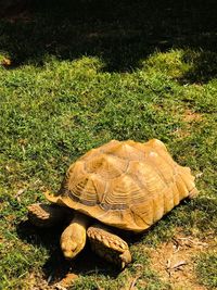 High angle view of a turtle on field