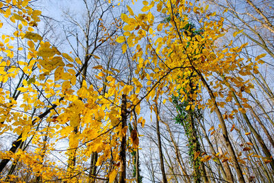 Low angle view of tree during autumn