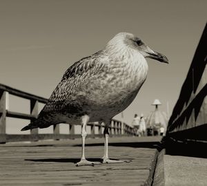 Close-up of bird perching on water