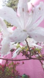 Close-up of pink flowers