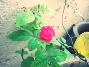 Close-up of pink flower blooming outdoors