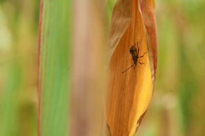 Close-up of insect on leaf