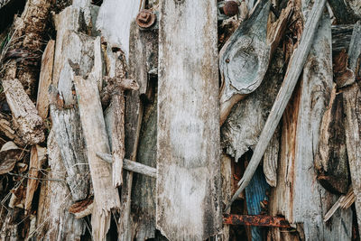 Full frame shot of tree trunk in forest