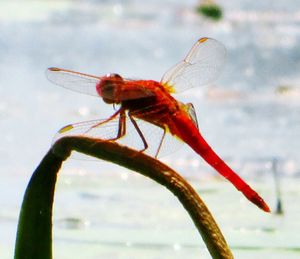 Close-up of insect on leaf