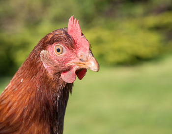 Close-up of rooster