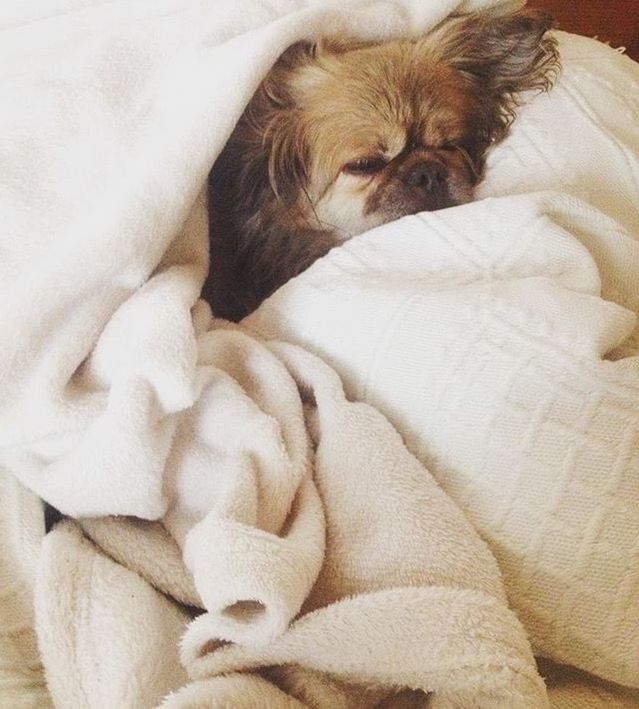 CLOSE-UP OF DOG LYING ON BLANKET