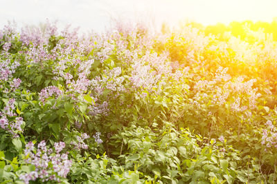 Close-up of yellow flowering plants on field