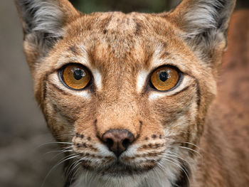 Lynx in alpenzoo tirol luchs im alpenzoo tirol