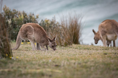 Kangaroo eating grass