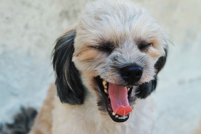 Live, love, and bark.