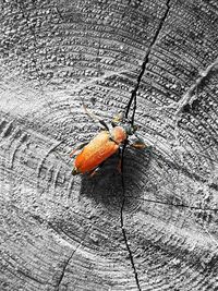 High angle view of insect on wood