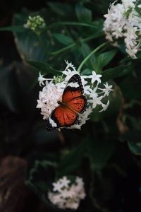 Close-up of butterfly pollinating on flower