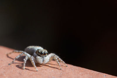 Close-up of spider