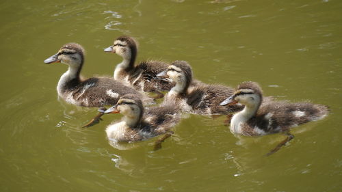 Duck family swimming in lake