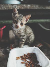 Close-up of kitten