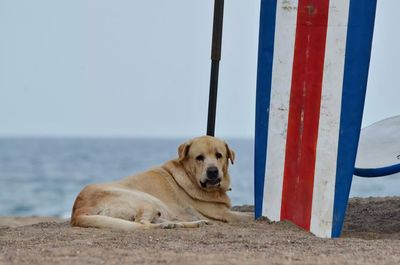 Portrait of dog relaxing on shore