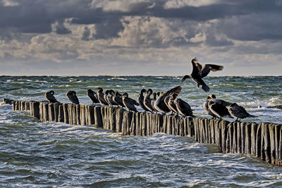 Seagulls perching on wooden post by sea against sky