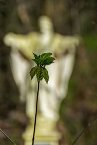 Close-up of small plant