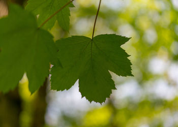 Close-up of leaves on tree