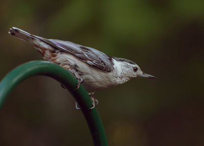 Close-up of bird perching on a plant