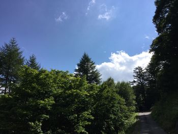 Low angle view of trees against blue sky