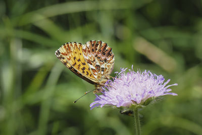 Close-up of butterfly pollinating on flower