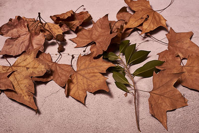 High angle view of dried autumn leaves