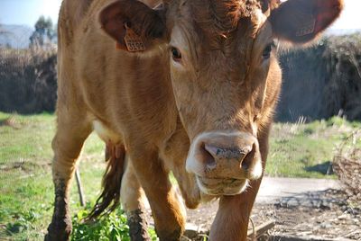 Cow grazing in a field