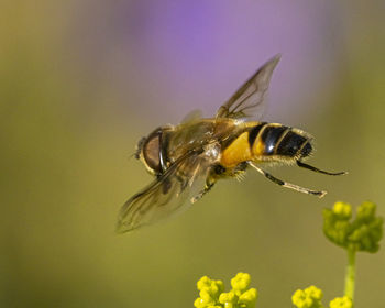 Close-up of bee pollinating on flower