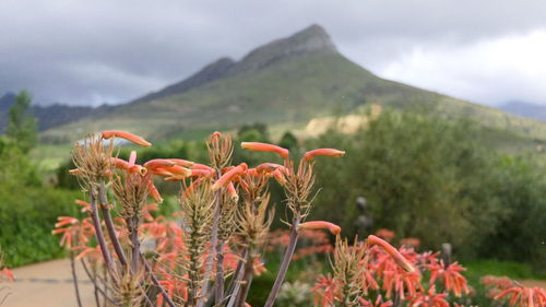 Close-up of flowering plant on field against sky