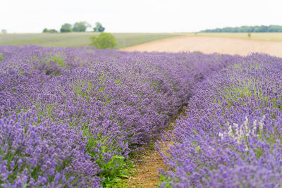 Purple flowering plants on field