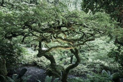 Trees in forest