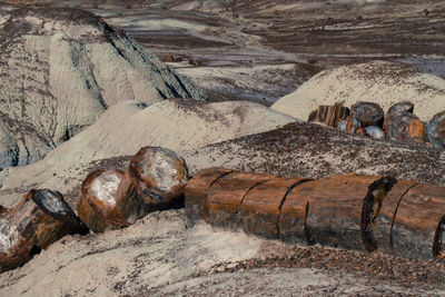 High angle view of petrified wood