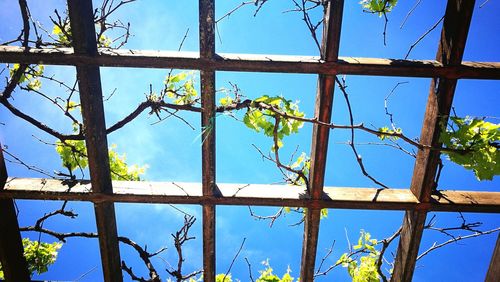 Low angle view of trees against blue sky