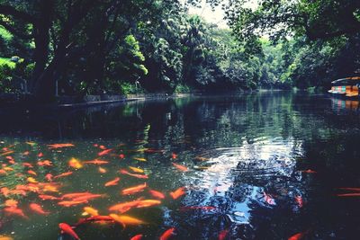 Reflection of trees in pond