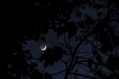 Low angle view of silhouette tree against moon at night