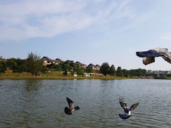 Swans swimming in lake against sky