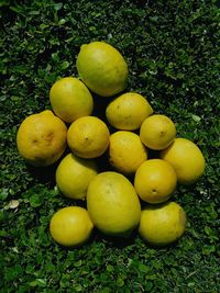 High angle view of lemons on field