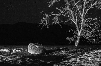 Bare trees against sky at night