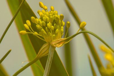 Close-up of yellow flower